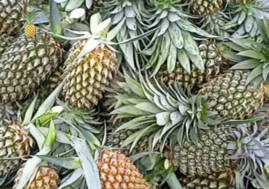 KHÓM TÂN PHƯỚC 06
